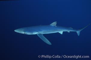 Blue shark, Baja California, Prionace glauca