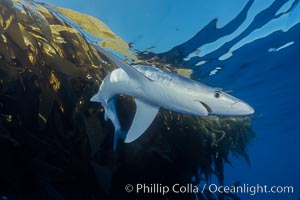 Blue shark and offshore drift kelp, Prionace glauca, Baja California.