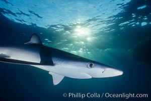 Blue shark, Baja California, Prionace glauca