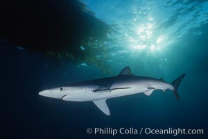 Blue shark swimming near kelp paddy, sunset, Baja California, Prionace glauca