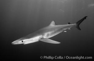 Blue shark, Prionace glauca, San Diego, California