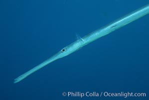 Coronetfish, Fistularia commersonii, Maui