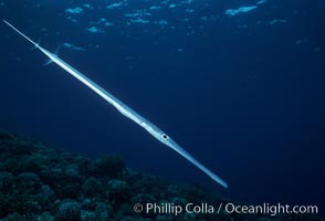 Coronetfish, Fistularia commersonii, Maui