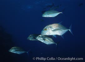 Blue spotted jack (also blue jack, blue trevally, bluefin trevally), Revilligigedos, Caranx melampygus