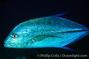 Blue spotted jack (also blue jack, blue trevally, bluefin trevally), Caranx melampygus, Maui