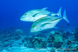 Blue-spotted jacks and coral reef, Clipperton Island.