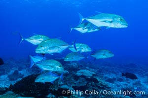 Blue-spotted jacks and coral reef, Clipperton Island.