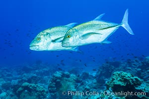 Blue-spotted jacks and coral reef, Clipperton Island