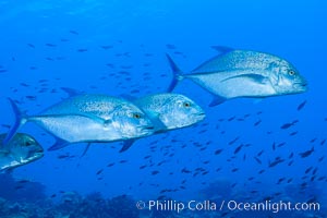 Blue-spotted jacks and coral reef, Clipperton Island