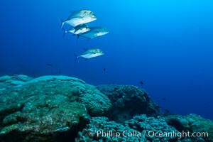 Blue-spotted jacks and coral reef, Clipperton Island, Porites lobata