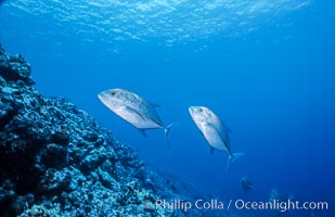 Blue-spotted jacks at Rose Atoll, American Samoa, Rose Atoll National Wildlife Refuge