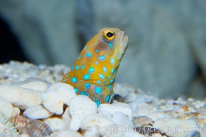 Blue-spotted jawfish, Opistognathus rosenblatti