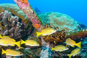 Blue-striped Snapper and old anchor embedded in coral reef, Clipperton Island