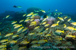 Blue-striped Snapper over coral reef, Lutjanus kasmira, Clipperton Island