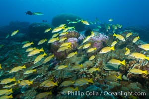 Blue-striped Snapper over coral reef, Lutjanus kasmira, Clipperton Island