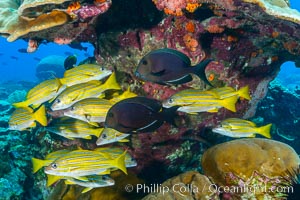 Blue-striped Snapper over coral reef, Lutjanus kasmira, Clipperton Island