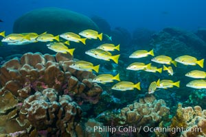 Blue-striped Snapper over coral reef, Lutjanus kasmira, Clipperton Island