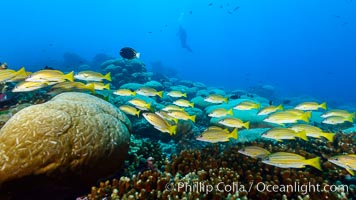 Blue-striped Snapper, Lutjanus kasmira, Clipperton Island