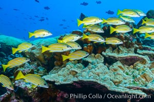 Blue-striped Snapper over coral reef, Lutjanus kasmira, Clipperton Island. France, natural history stock photograph, photo id 33005