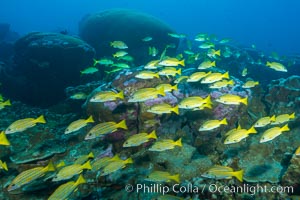 Blue-striped Snapper over coral reef, Lutjanus kasmira, Clipperton Island