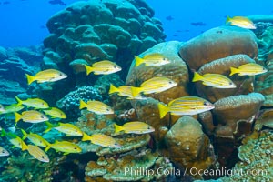 Blue-striped Snapper over coral reef, Lutjanus kasmira, Clipperton Island