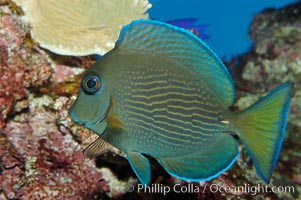 Blue tang, Acanthurus coeruleus