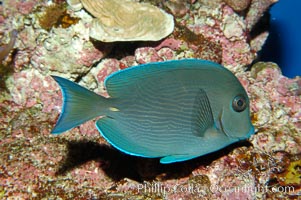 Image 08678, Blue tang., Acanthurus coeruleus, Phillip Colla, all rights reserved worldwide.   Keywords: acanthurus coeruleus:animal:atlantic:blue tang surgeonfish:color and pattern:fish:fish anatomy:marine fish:stripe:tang:underwater.