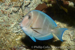 Blue tang, showing remnants of vertical bars characteristic of subadults, Acanthurus coeruleus