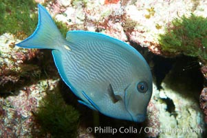 Blue tang, Acanthurus coeruleus