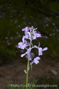 Blue toadflax, Batiquitos Lagoon, Carlsbad, Linaria canadensis