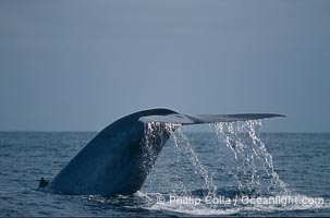 Blue whale, Balaenoptera musculus
