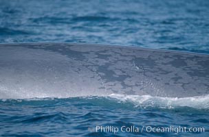 Blue whale, flank showing mottled skin pattern, Balaenoptera musculus