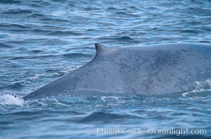 Blue whale, dorsal fin and mottled skin pattern, Balaenoptera musculus