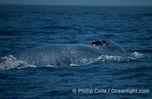 Blue whale, inhaling at surface, Baja California, Balaenoptera musculus