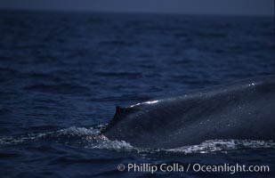 Blue whale, dorsal fin, Baja California, Balaenoptera musculus