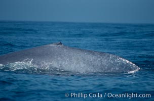 Blue whale, dorsal aspect of caudal stem,  Baja California (Mexico), Balaenoptera musculus