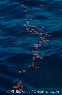 Blue whale feces floating on surface, Baja California, Balaenoptera musculus