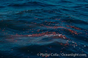 Blue whale feces floating on surface, Baja California, Balaenoptera musculus