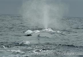 A blue whale rounds out at the surface.  Note its scarred, almost totally absent dorsal fin.  Offshore Coronado Islands, Balaenoptera musculus, Coronado Islands (Islas Coronado)