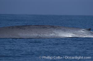 An enormous blue whale rounds out (hunches up its back) before diving.  Note the distinctive mottled skin pattern and small, falcate dorsal fin. Open ocean offshore of San Diego, Balaenoptera musculus