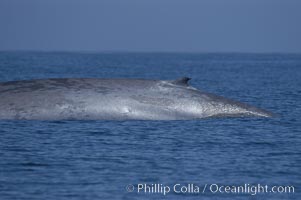 An enormous blue whale rounds out (hunches up its back) before diving.  Note the distinctive mottled skin pattern and small, falcate dorsal fin. Open ocean offshore of San Diego, Balaenoptera musculus