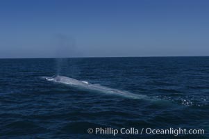 An enormous blue whale is stretched out at the surface, resting, breathing and slowly swimming, during a break between feeding dives. Open ocean offshore of San Diego, Balaenoptera musculus