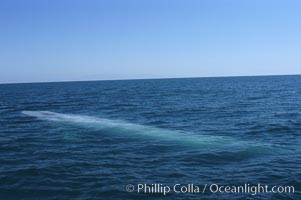 An enormous blue whale is stretched out at the surface, resting, breathing and slowly swimming, during a break between feeding dives. Open ocean offshore of San Diego, Balaenoptera musculus