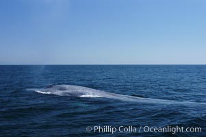 An enormous blue whale is stretched out at the surface, resting, breathing and slowly swimming, during a break between feeding dives. Open ocean offshore of San Diego, Balaenoptera musculus
