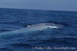 An enormous blue whale is stretched out at the surface, resting, breathing and slowly swimming, during a break between feeding dives. Open ocean offshore of San Diego, Balaenoptera musculus