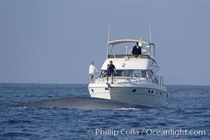 An enormous blue whale swims in front of whale watchers on a private yacht.  Only a small portion of the whale, which dwarfs the boat and may be 70 feet or more in length, can be seen. Open ocean offshore of San Diego.