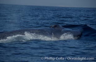 An enormous blue whale rounds out (hunches up its back) before diving.  Note the distinctive mottled skin pattern and small, falcate dorsal fin. Open ocean offshore of San Diego, Balaenoptera musculus