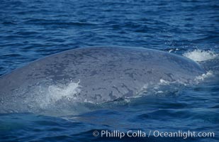 An enormous blue whale rounds out (hunches up its back) before diving.  Note the distinctive mottled skin pattern and small, falcate dorsal fin. Open ocean offshore of San Diego, Balaenoptera musculus