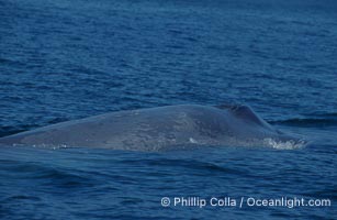 An enormous blue whale rounds out (hunches up its back) before diving.  Note the distinctive mottled skin pattern. Open ocean offshore of San Diego, Balaenoptera musculus