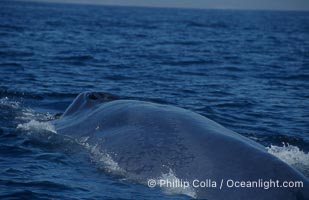 An enormous blue whale rounds out (hunches up its back) before diving.  Note the distinctive mottled skin pattern. Open ocean offshore of San Diego, Balaenoptera musculus